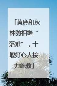黄麂和灰林鸮相继“落难”，十堰好心人接力施救