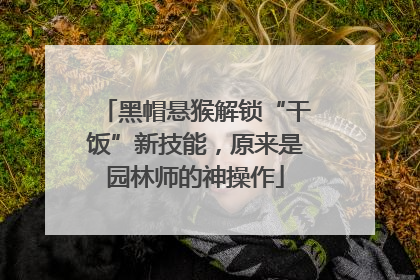 黑帽悬猴解锁“干饭”新技能，原来是园林师的神操作